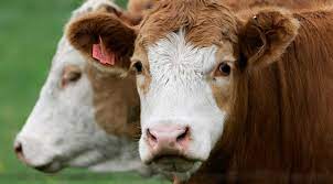 A large female farm animal kept to produce meat and milk: Calinan Inek Dna Testiyle Bulundu Son Dakika Haberleri