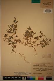 Image result for Indigofera rhytidocarpa