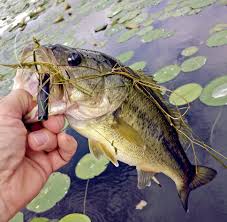 Maybe you would like to learn more about one of these? You Want Lily Pads Vegetation Then Head To Nimisila Reservoir News The Daily Record Wooster Oh