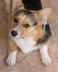 It is one of two breeds known as a welsh corgi. Pin On Corgi