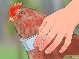 How long does/did/will it take to do something? 3 Ways To Stop A Rooster From Crowing Wikihow