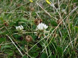 The young leaves can be used in salads (if you're planning on eating the ones in. What Are These Weeds Called And Are They Safe For Piggies The Guinea Pig Forum