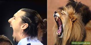 He had a great training session yesterday, if he repeats that today and gives me the all clear then he'll be in the squad, pioli told milan's. Zlatan Ibrahimovic Is A Lion The Busby Babe