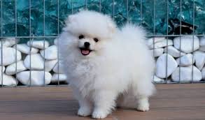 Pomeranian Boo Fiyatlari Hakkinda Bilinmesi Gerekenler
