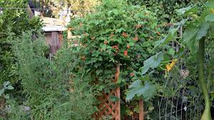 We did not find results for: 10 Best Annual Flowering Vines For Your Garden