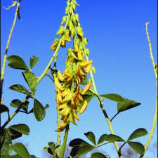 Image result for Crotalaria argyrolobioides