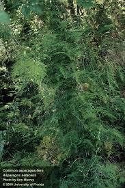 Image result for Asparagus setaceus