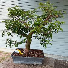 Image result for Commiphora mossambicensis