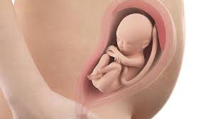 Asi Esta El Bebe En La Semana 27 De Gestacion
