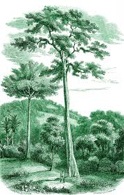 Image result for Antiaris toxicaria