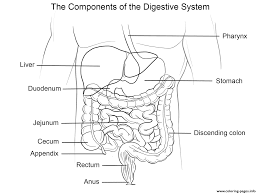 Disorders of the digestive system in children (collecting complaints, anamnesis, physical during examination of lips and mucous membrane, pay attention to their color, dryness presence of cracks. Human Digestive System Coloring Pages Printable