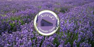 Astrid’s Lavender Festival