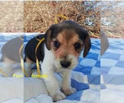Browse thru thousands of bagle hound dogs for adoption near in usa area, listed by dog rescue organizations and individuals, to find your match. Puppyfinder Com Beagle Puppies Puppies For Sale Near Me In Illinois Usa Page 1 Displays 10