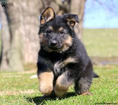 … is a german shepherd puppy, he will come with his first shot and he was vet examined and checked out ok and he was dewormed call or. German Shepherd Puppies For Sale Gsd Puppies Greenfield Puppies