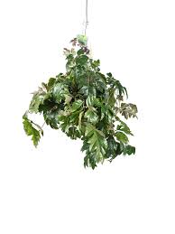 Image result for Cissus crusei