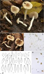 Image result for Inocybe sp.