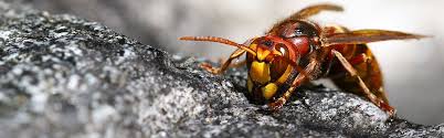 This movie is a terrifying glimpse into the horrifying reality of the oncoming killer bee swarm making it's way here from africa. Killer Bees Updated In 2020