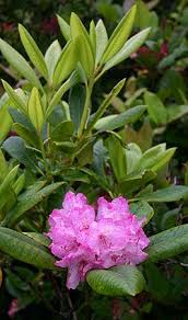 Rhododendron Macrophyllum Pacific Rhododendron Rhododendron Planting Flowers Plants