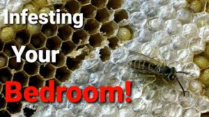 We did not find results for: Yellow Jackets Infestation Inside Bedroom Wall Sleeping With Wasps Youtube