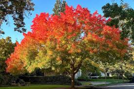 Image result for Pistacia