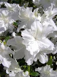 azalee persistante a petites fleurs blanches tres florifere azalee japonaise azalee arbuste fleur blanche