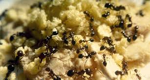 Sita pest control services philippines has been recognized name in pest control professional industry for a couple …. Cekpest Pest Control Services No 1 Pest Control Services In Metro Manila Philippines