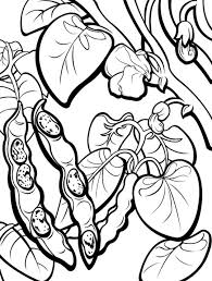 I could eat tacos every day of the week. Beans Coloring Pages Best Coloring Pages For Kids