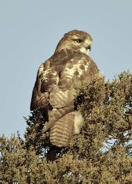 Birds That Start With B Juvenile Red Tailed Hawk In Eastern Red Cedar Edwin B Forsythe National Wildlife Refuge Nj B Bird Species Great Backyard Bird Count National Wildlife Refuge
