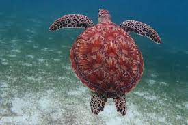 Maybe you would like to learn more about one of these? How The Turtle Got Its Shell Olive Ridley Project