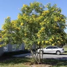 Image result for Tecoma