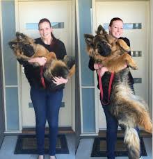 series of photos chart german shepherd puppys insane growth