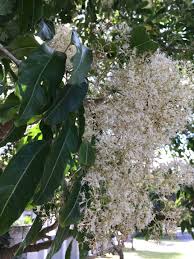 Image result for Nuxia floribunda