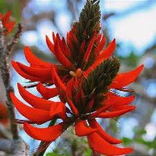 Image result for Erythrina × coddii