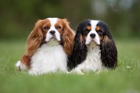 Check spelling or type a new query. 4 Cavalier King Charles Spaniel Colors With Pictures Doggie Designer