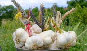 Knoblauch ist eine natürliche quelle für aminosäuren, vitamine, mineralien und antioxidantien, die alle wichtig für die verschiedenen funktionen im menschlichem organismus sind. Knoblauch Im Garten Pflanzen Und Ernten