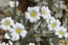 Image result for Cerastium tomentosum