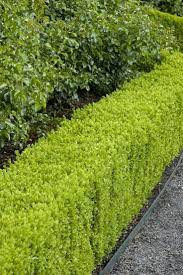 7 Hedges Ideas Hedges Landscape Design Garden Design