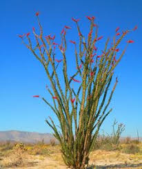 Once the snow melts away and the birds start chirping again, you're bound to get the urge to take your diy ideas outdoors. 51 Front Yard Cactus Garden Ideas Cactus Garden Plants Garden