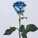 خرید شاخه گل رز هلندی آبی اصل (قیمت 4 خرداد)|باختر