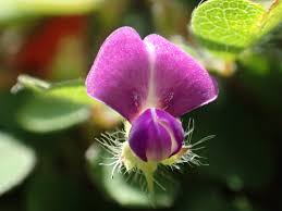 Image result for Grona ramosissima