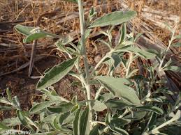 Image result for Aerva