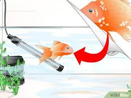 Fish fungus can be treated with methylene blue and other medicated products, including natural treatments from herbs and botanical extracts. 3 Ways To Cure Goldfish Ich Wikihow