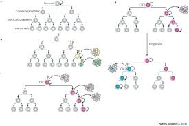 Most legal immigrants in the united states come from latin american/asia pacific. Cancer Stem Cells In Solid Tumours Accumulating Evidence And Unresolved Questions Nature Reviews Cancer