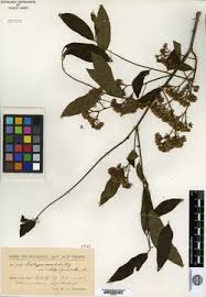 Image result for Dalbergia acutifoliolata