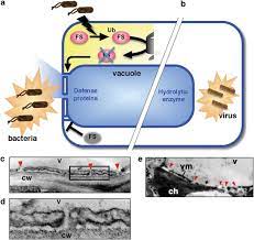 Aug 10, 2021 · browse the archive of articles on nature. The Role Of Vacuole In Plant Cell Death Cell Death Differentiation