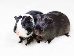 guinea pig bonding basics animal humane society