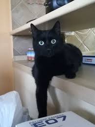Click The Photo For More Adorable Cat Videos Catvideos Cats Kittens Black Cat Appreciation Day Cats And Kittens Cute Cats And Dogs