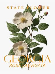 Image result for Rosa laevigata