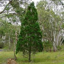 Image result for Callitris endlicheri