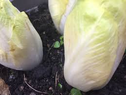 L'indivia belga, al pari di gauffres, patatine e birra, è più che un prodotto tipico del belgio, è quasi stufate l'indivia belga in poco burro nocciola e avvolgere ogni insalata cotta in una fetta di prosciutto. Indivia Belga Cichorium Endivia